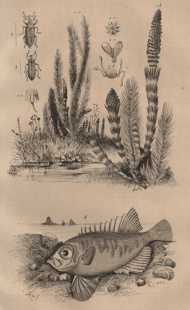 Prèle (Horsetail). Prépodes. Priacanthidae (bigeye fish) 1834 old print